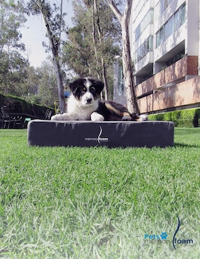 Colchón para perro Memory Foam